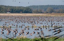 wild geese | Foto: Peter Koch