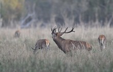 deer | Foto: Peter Koch
