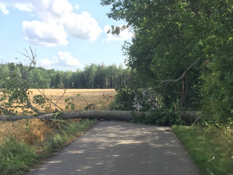 umgestürzter Baum | Foto: Landkreis TF
